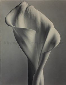 Image description is not available for 2007.071